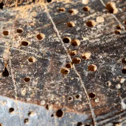Foto de Madera con Carcomas