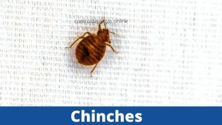 Foto Picadura de Chinches