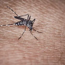 Foto  mosquito tigre