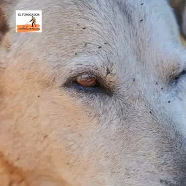 Foto de Pulgas en Perro