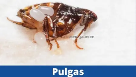 Foto de Pulga con huevos
