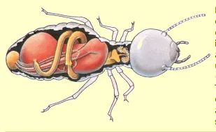 foto termita obrera trofalaxia